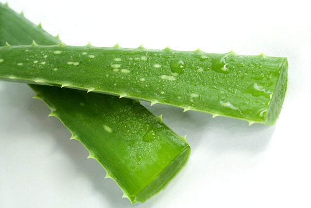 aloe_vera