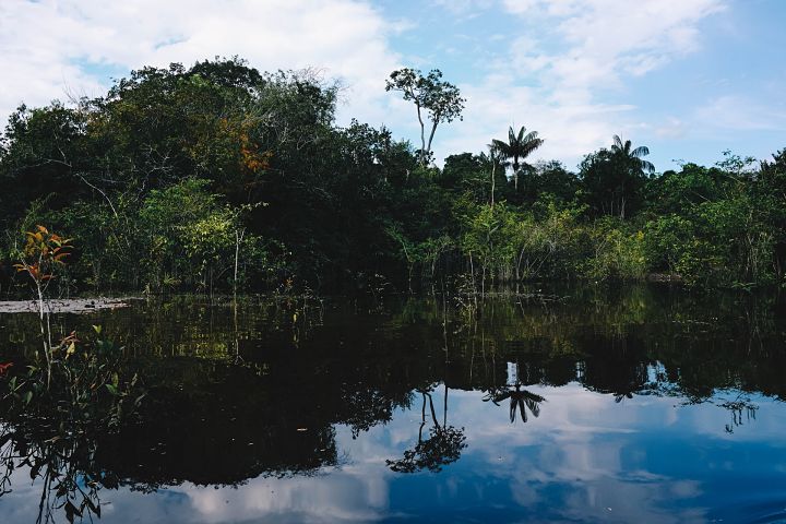 Lapacho rastie predovšetkým v hustých amazonských pralesoch Brazílie.