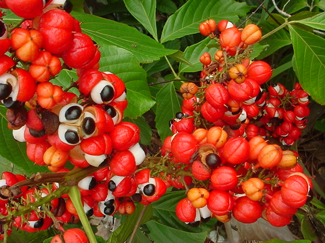 Guarana obsahuje okrem iných látok značné percento koffeinu, omnoho viac ako káva.      Rozpustená vo vode dáva nápoj, ktorý človeka nie...