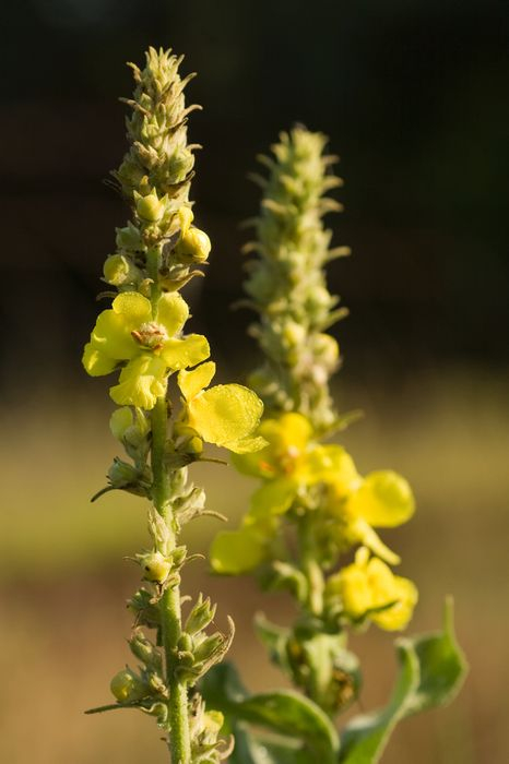 slovensky: Divozel veľkokvetý, latinsky: Verbascum densiflorum, česky: Divizna velkokvětá, ľudový názov: kráľovská svieca    Divozel už...