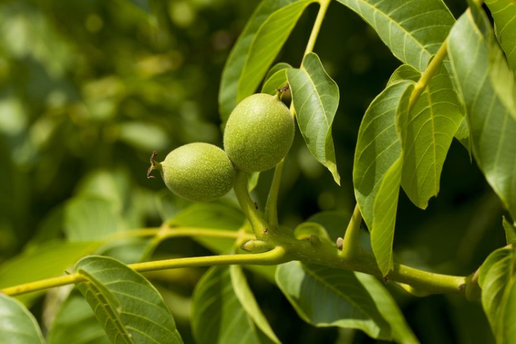 slovensky: Orech kráľovský, latinsky: Juglans regia, česky: Ořešák královský  V článku o Orechu kráľovskom sa dozviete:   	Pôvod...