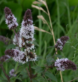 Mäta pieporná (Mentha piperita)