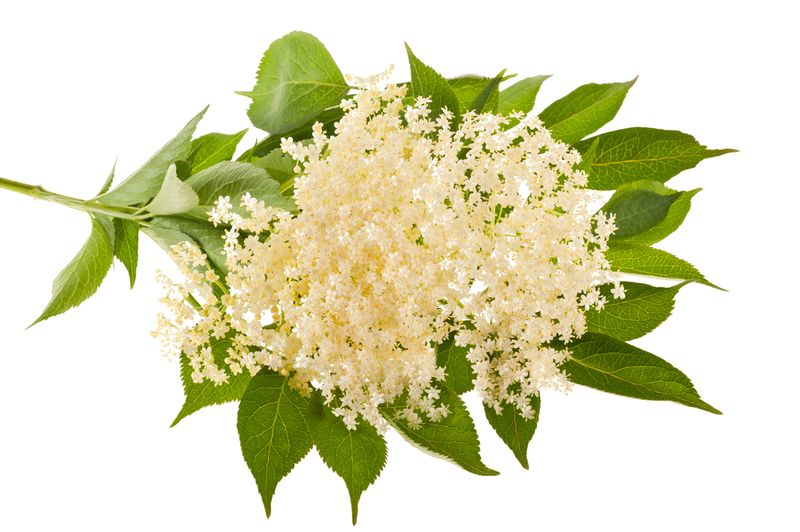 Baza čierna (Sambucus nigra) –⁠ účinky a použitie | Zdravý svet