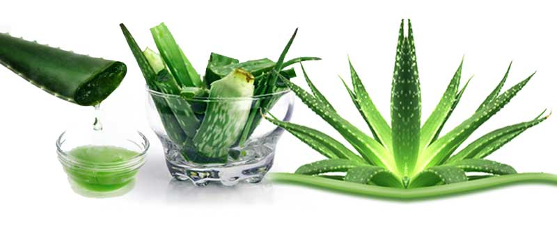 trocknet aloe vera die haut aus Bio Aloe Vera Gel – Feuchtigkeit & Frische für Ihre Haut — Bio Aloe Vera  Gel spendet Feuchtigkeit und kühlt sonnengestresste Haut. Zieht schnell  ein, main image 1