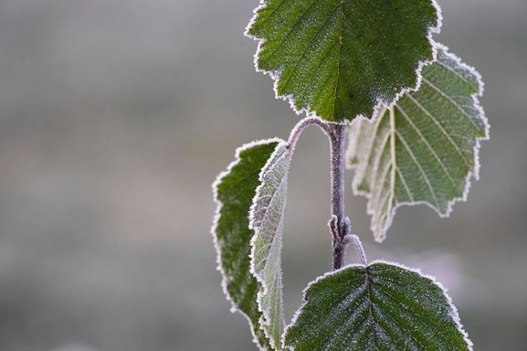 latinsky: Alnus glutinosa  Čo sa v tomto článku dozviete?  > Ako jelša lepkavá vyzerá a kde ju môžeme nájsť? > Zaujímavosti > Kedy...